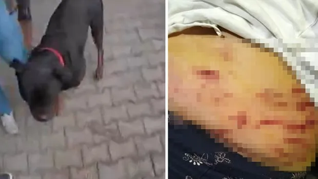 Rottweiler dehşeti! Ağızlıksız köpek kuryeyi parçaladı!