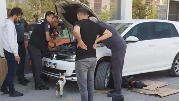 Anne kedi, yavruları kurtarılana kadar araç başında bekledi
