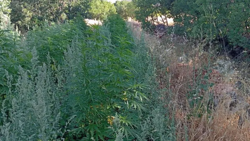 Diyarbakır’da 22 bin kök kenevir ile 12 kilo esrar ele geçirildi