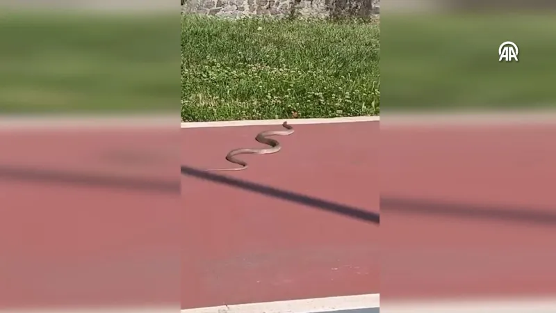 İstanbul'da yürüyüş yolunda görülen yılan ekipleri harekete geçirdi