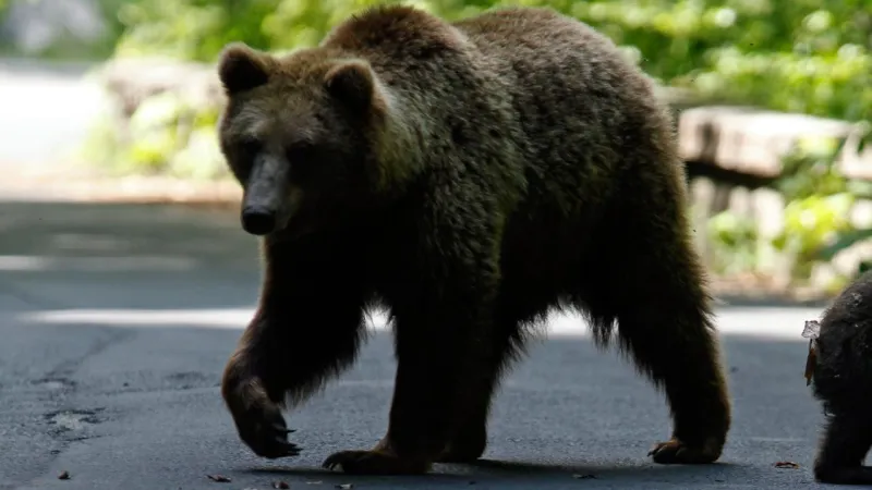 Japonya'da Ayı Alarmı! Avcılar Görevde, Halk Tedirgin!