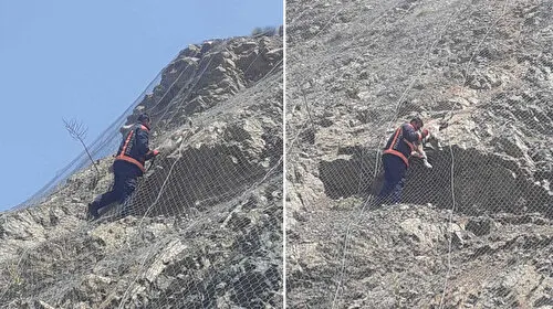 Yabani Keçiler Ölümden Döndü! Koruma Ağları Onları Nasıl Kurtardı?