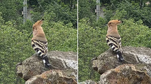 Nadir görülüyor: İbibik kuşu görüntülendi