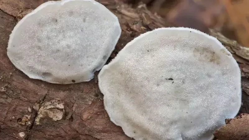 Dünyanın En Acı Maddesi Keşfedildi! Tadına Bakan Şokta!