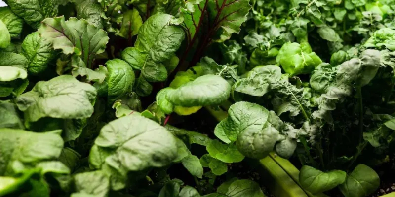 K Vitamini Eksikliği: Beyne Şok Etkisi! Bilim İnsanları Uyardı