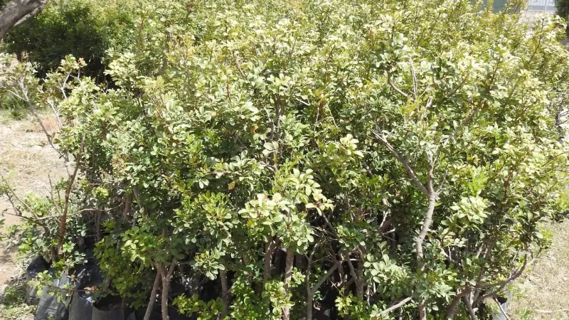 Çeşme Sakızı: Fiyatı Dudak Uçuklatıyor! İşte Ekonomik Sırrı