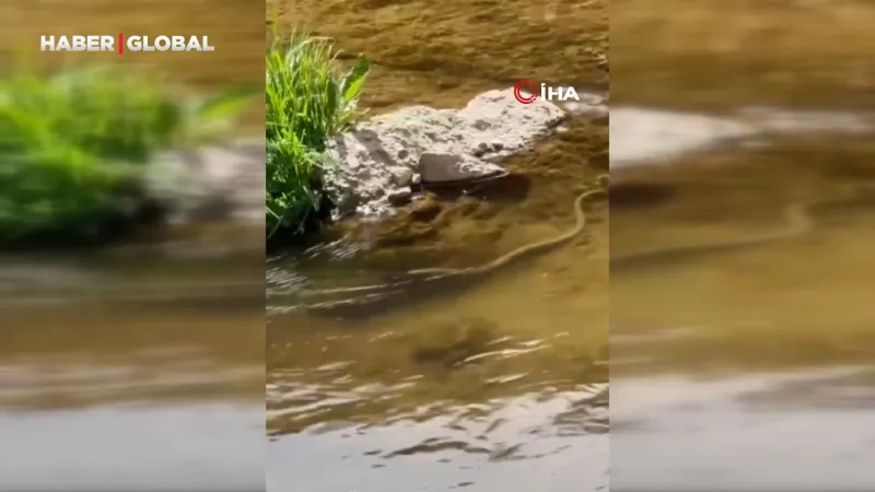 Elazığ'da Şok Anlar! Su Yılanı Balık Avlarken Görüntülendi!