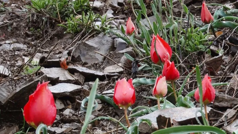 Dağ Lalesi: Yılda 15 Gün Görülen Gizemli Güzellik!