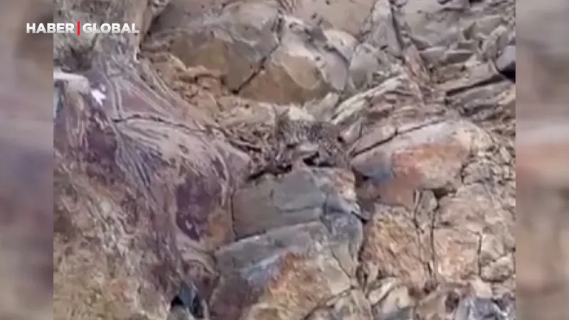 Vaşak Kars'ta Görüntülendi! Ormanın Hayaleti Kameralara Yakalandı!