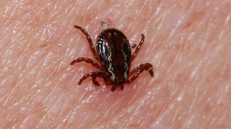 Kene Alarmı! Sağlık Bakanlığı KKKA Açıklamasıyla Merak Uyandırdı